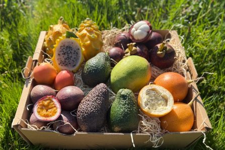 Lieblingsfrüchte Box klein mit exotischen Früchten