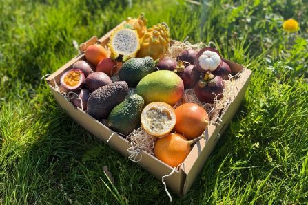 Lieblingsfrüchte Box klein – frische Mangostan und Avocados