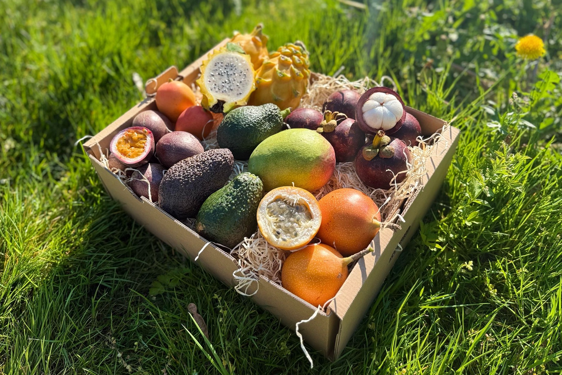 Lieblingsfrüchte Box klein – frische Mangostan und Avocados