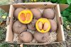 mamey bestellen