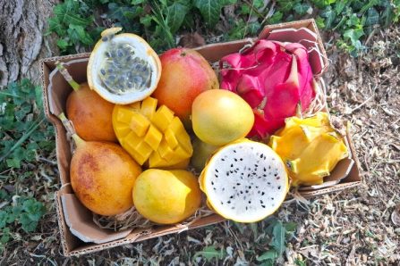 Tropische Weekend-Box 2kg