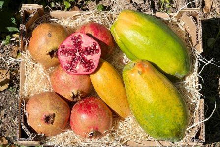 papaya & granatapfel kaufen
