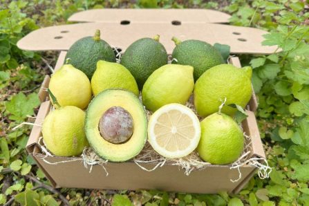 Bio Ätna Avocado Reed & Zitronen Mix Box 2,5kg