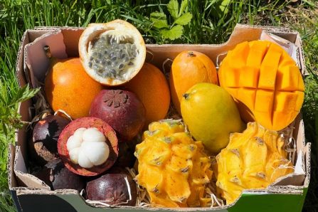Früchte-Box "Tropen Träumerei" Aktionspreis % 2kg
