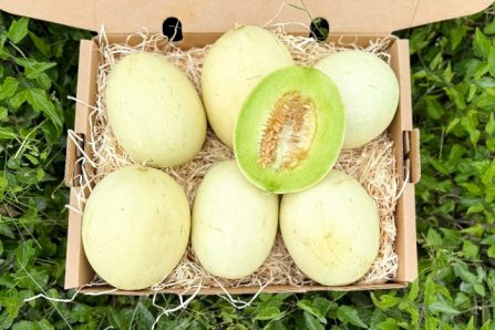 Bio Honigmelone Flavor Journey 1 Stk